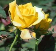 Rose Sunsprite Flower Essence