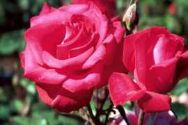 Rose Timeless Flower Essence