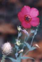 Red Flax Flower Essence