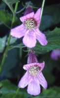 Rehmannia Flower Essence