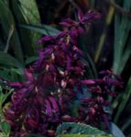 Salvia Carabiniere Flower Essence