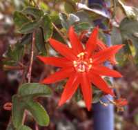 Scarlet Passionflower Essence