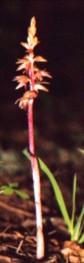 SPOTTED CORAL ROOT ORCHID Flower Essence