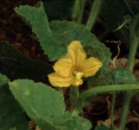 Wild Cucumber Flower Essence