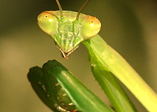 Photo of a praying mantis, posed as if for a portrait.