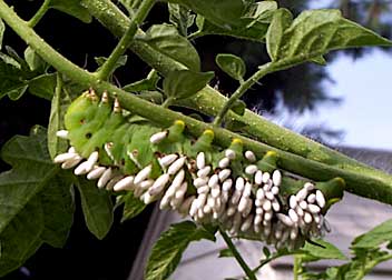Tomato caterpillar with parasites hanging from its sides.