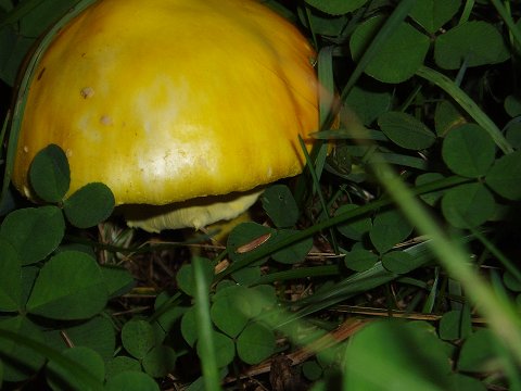 A mushroom, welcoming us to land.