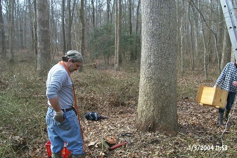 Getting ready to go up.  The orange webbing around Tony's neck will be wrapped around the tree and used to hold a pulley.