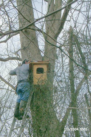 Making sure the box is level.  This shot is from a distance, and you can see the greenbrier hanging from a tree between the camera and Tony.