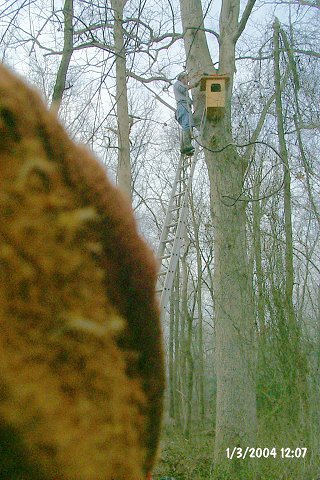 And even more pounding - oak trees are tough beasties!  (I'd like to be able to say that the orange-brown thing on the left is some rare fungus, but it's actually part of my glove.)
