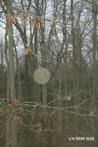 The nesting box, from a distance.  Exposure to sun and rain will weather the wood so that it blends in with the tree.