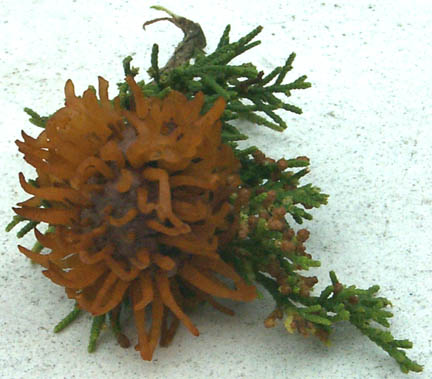 Cedar-apple rust on a cedar branch. Or a space creature biding its time before engulfing the world. You decide.