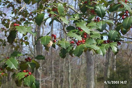Berries on a holly tree.
