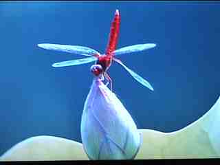 Dragonfly perched on an unopened flower bud.