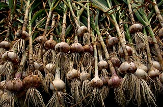 Many leeks stacked on top of one another.