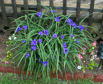 A spiderwort plant in full bloom.